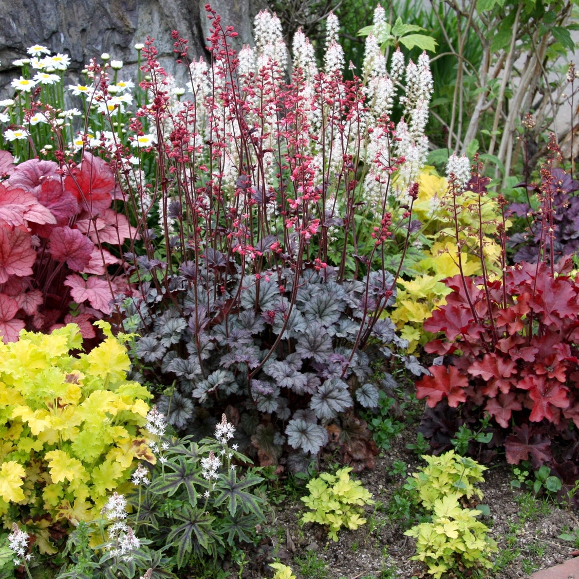 Perennials - assorted Shade