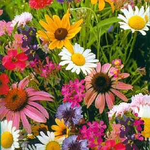 Perennials - assorted Sun