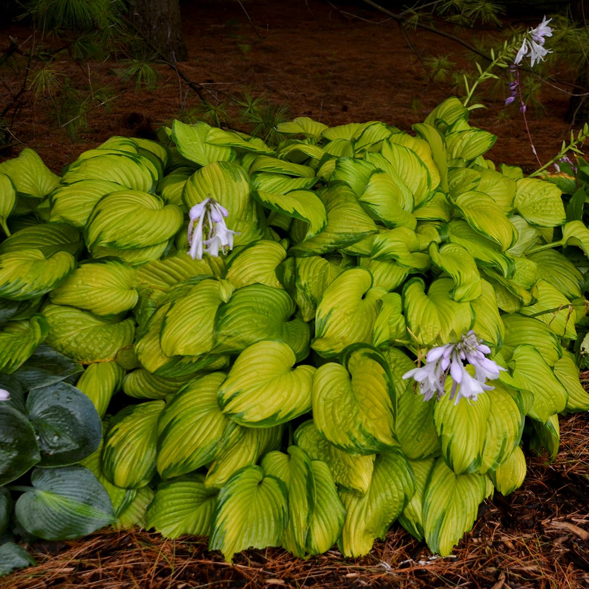 Hosta - fragrant