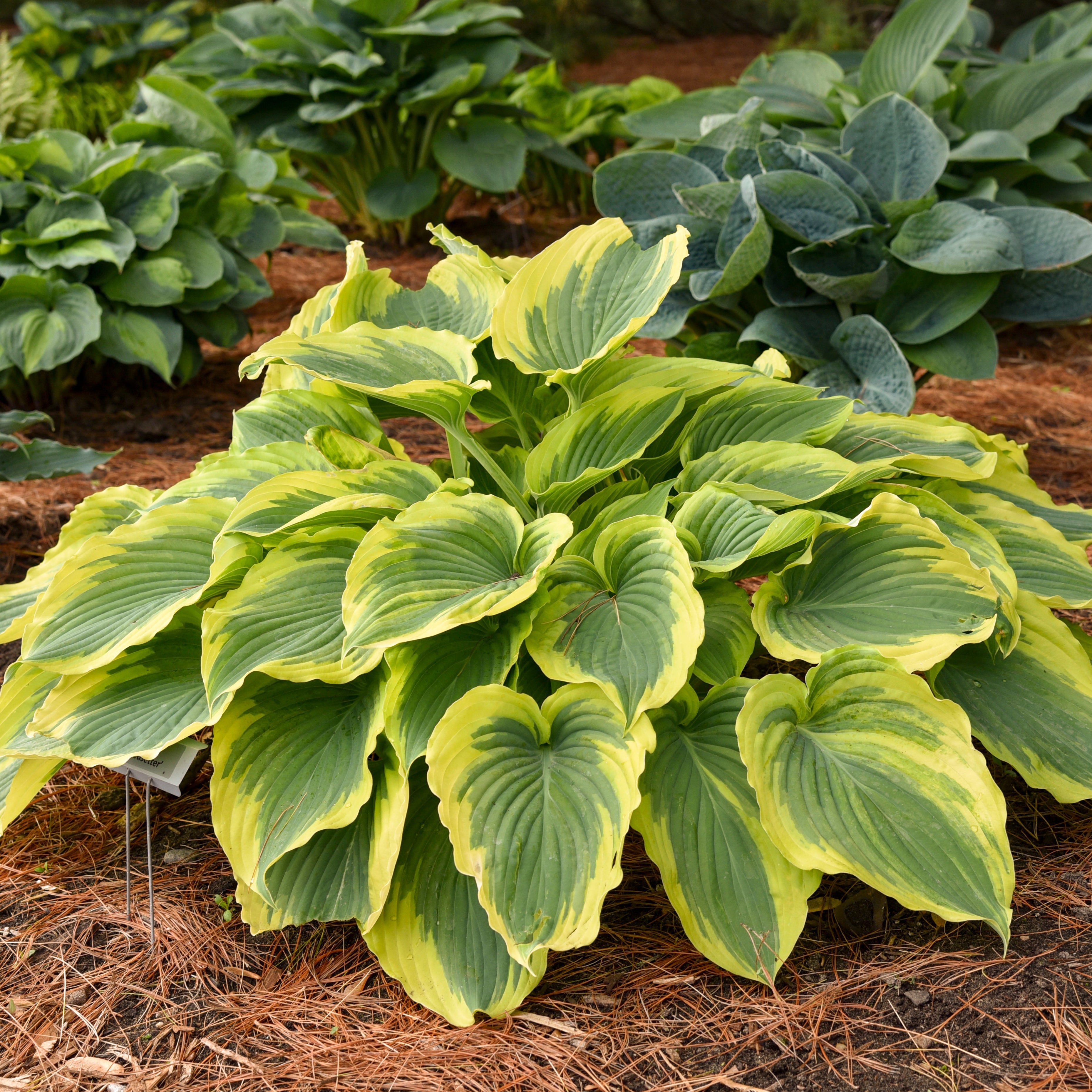 Hosta - small