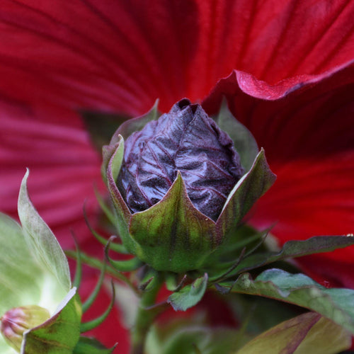 hibiscus BLACKBERRY MERLOT [cut back] hardy big deep red flowers shrub perennial = 1 Potted Garden Plant