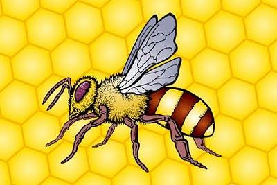 allium BLUE EDDY ornamental onion nodding purple lavender flowers hardy perennial = 1 Potted Garden Plant