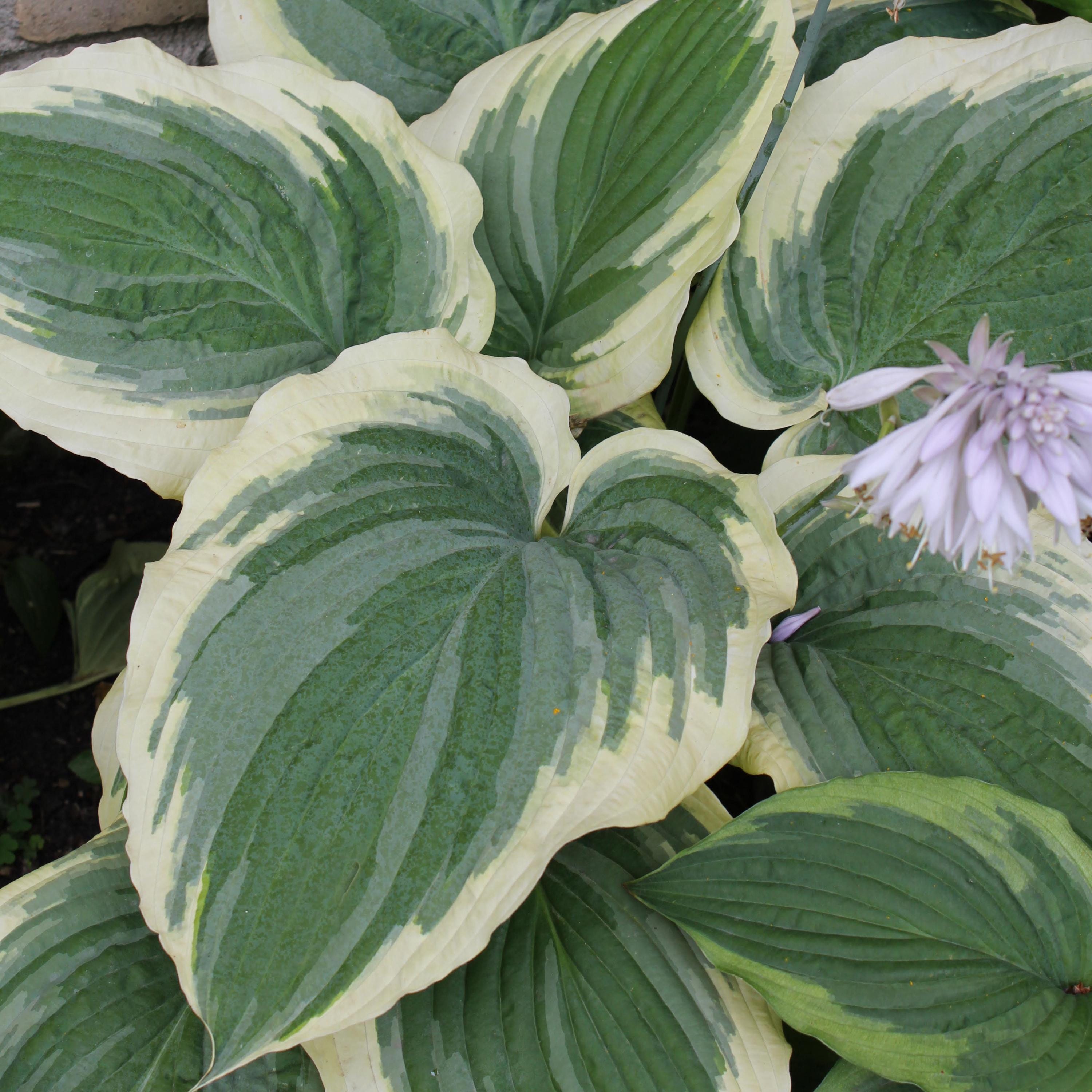 hosta WILDEST DREAMS medium new rare upright disease-free = 1 Potted Garden Plant