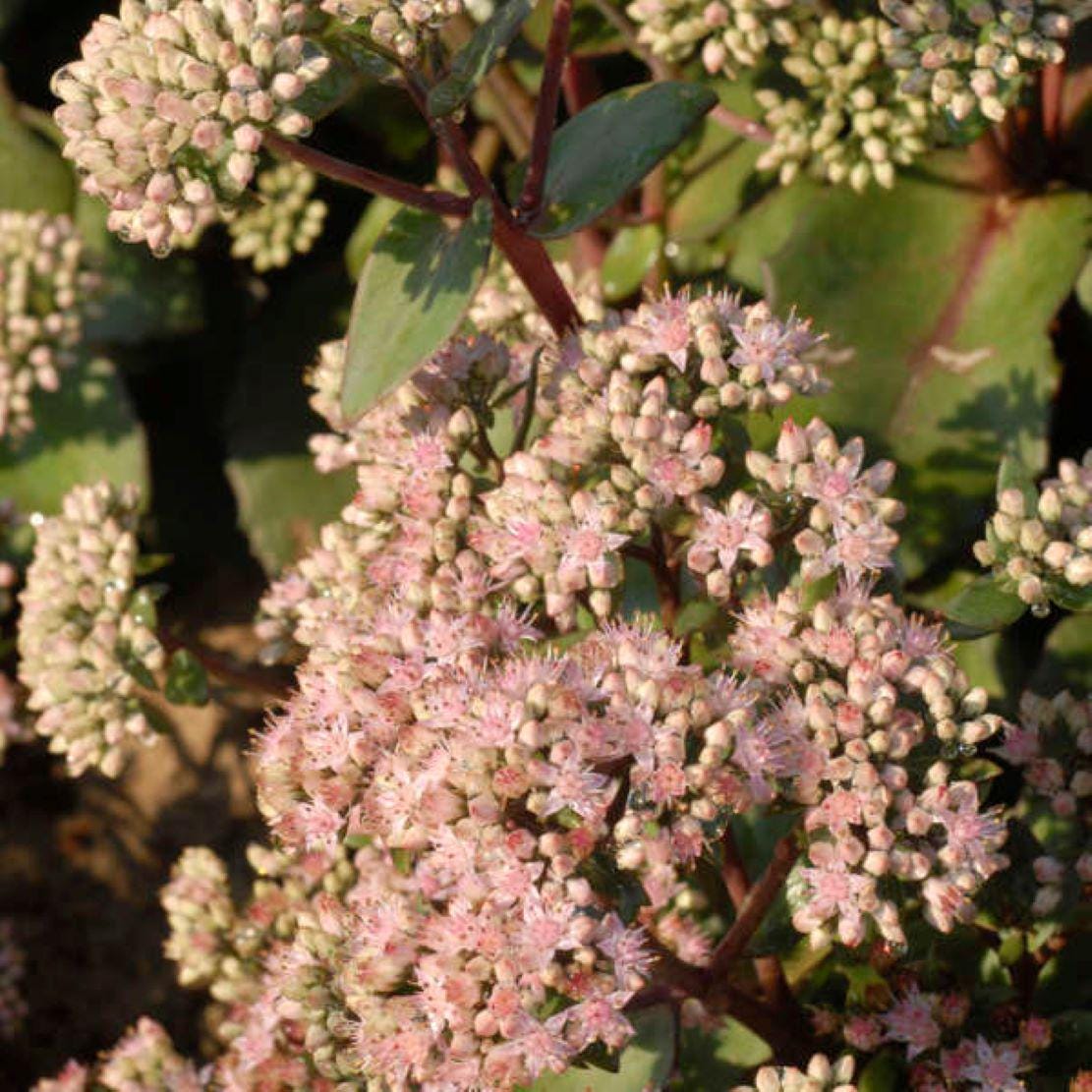 sedum CRAZY RUFFLES upright stonecrop succulent wavy thick hardy perennial = 1 Potted Garden Plant