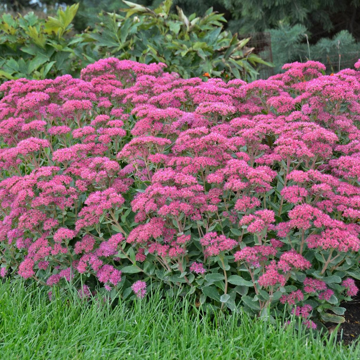 sedum CARL upright stonecrop succulent classic thick pink flowers hardy perennial = 1 Potted Garden Plant