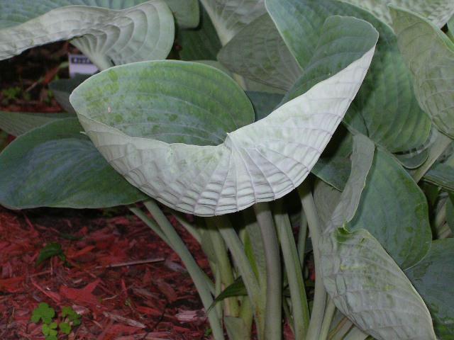 hosta ABIQUA DRINKING GOURD large blue cupped slug resistant award winner thick perennial classic = 1 Potted Garden Plant