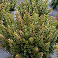 sedum DOUBLE MARTINI upright stonecrop succulent hardy perennial = 1 Potted Garden Plant