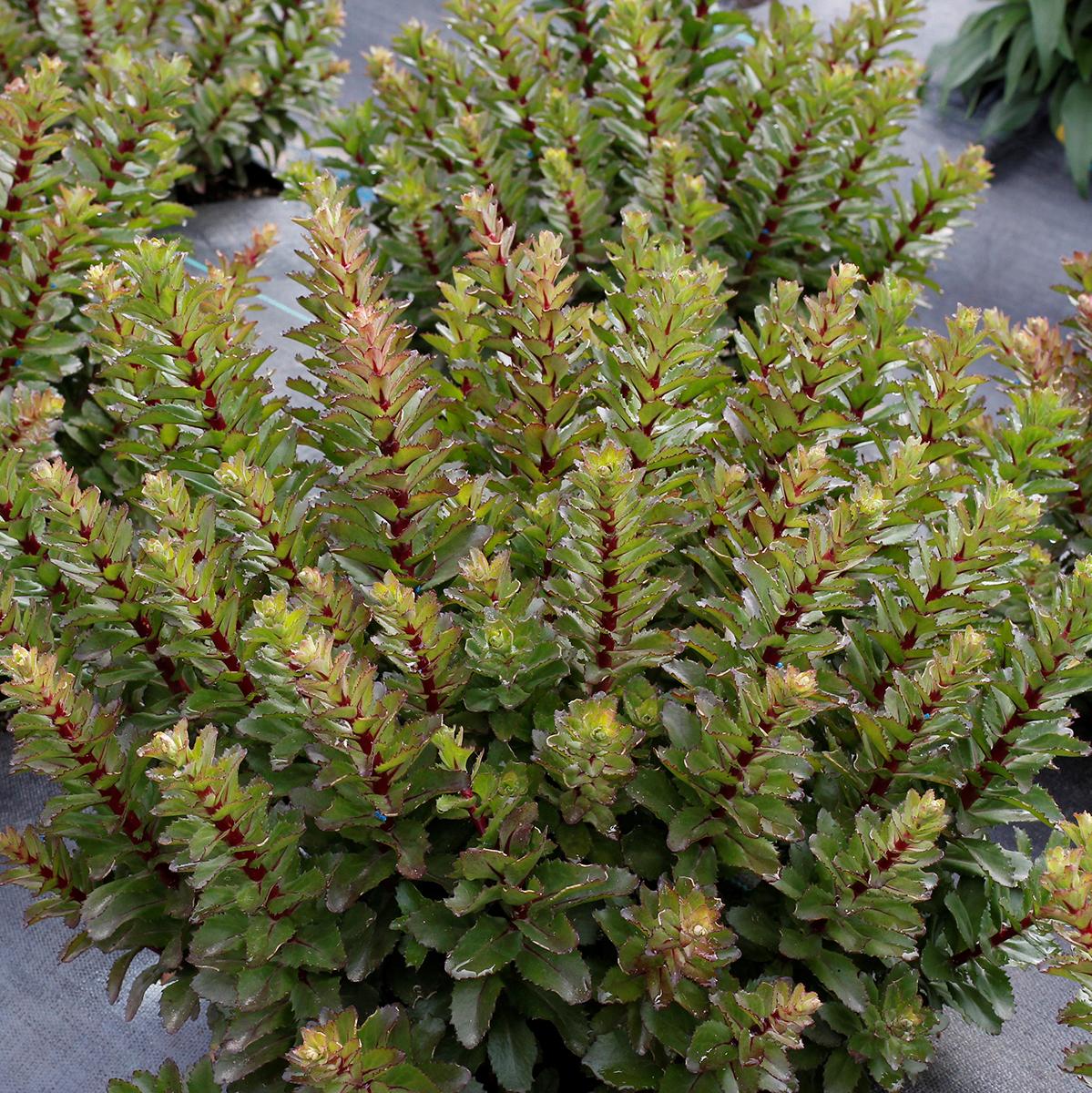 sedum DOUBLE MARTINI upright stonecrop succulent hardy perennial = 1 Potted Garden Plant