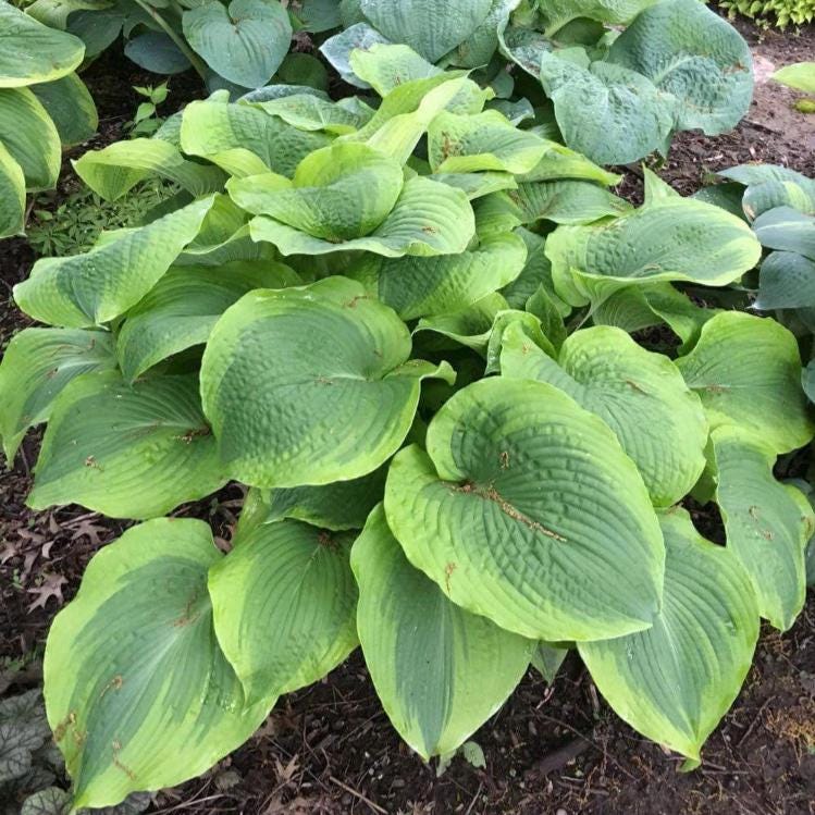 hosta TWIN CITIES large new thick tetraploid corrugated perennial = 1 Potted Garden Plant