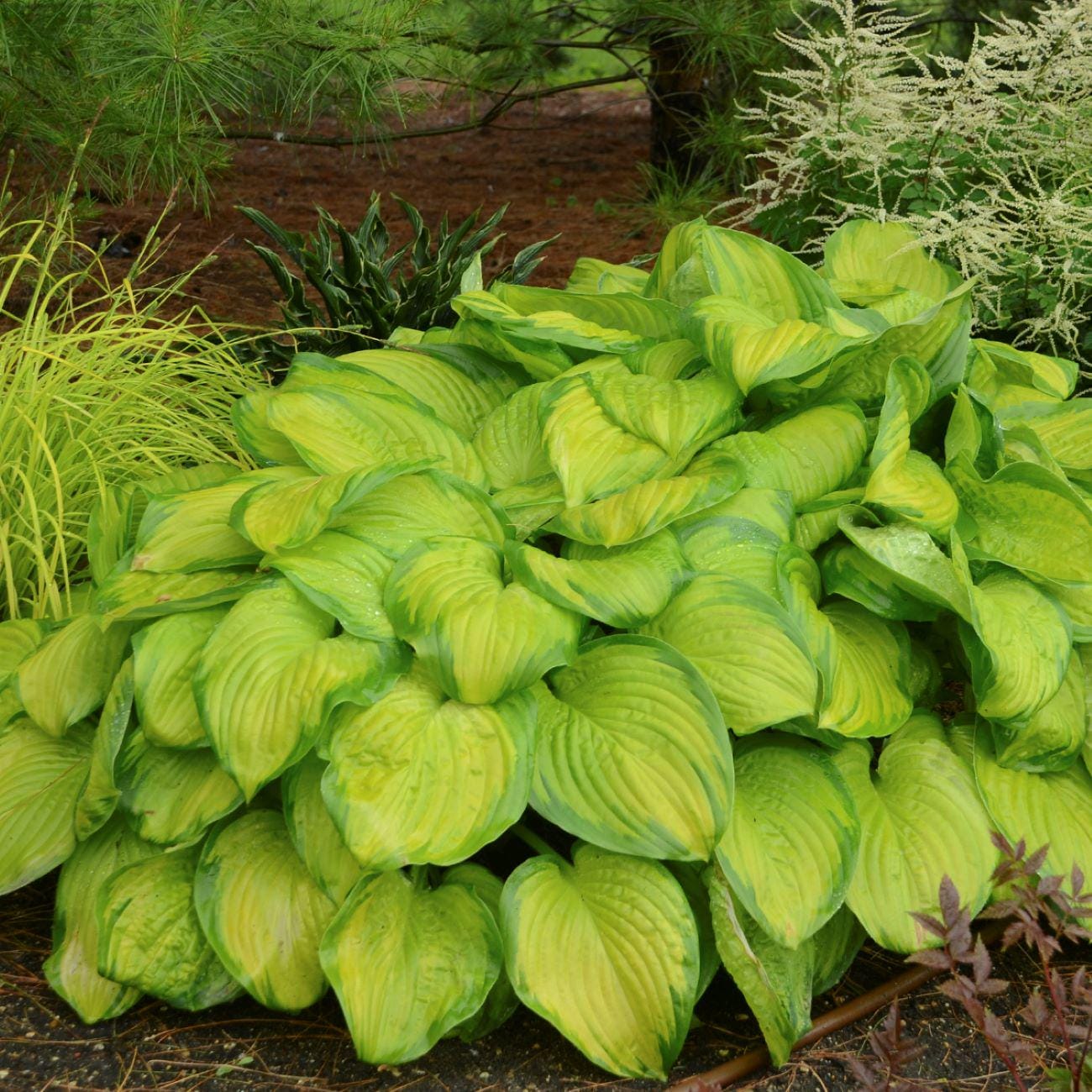 hosta STAINED GLASS medium fragrant flowers sun tolerant award winning perennial = 1 Potted Garden Plant