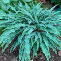 hosta SILLY STRING small blue thick newer fast wavy narrow ruffled purple flowers perennial = 1 Potted Garden Plant