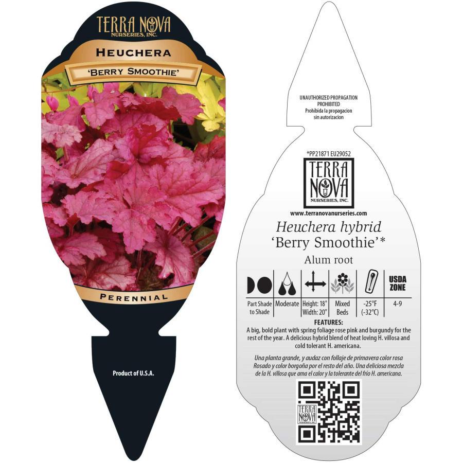 heuchera BERRY SMOOTHIE pink purple coral bells alumroot hardy perennial = 1 Potted Garden Plant