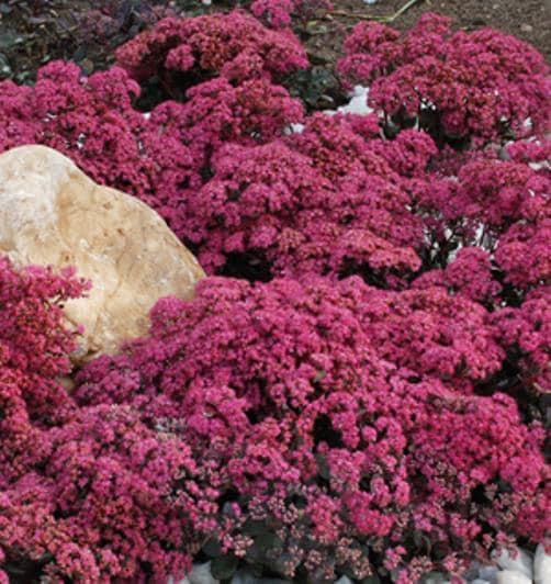 sedum DAZZLEBERRY Sunsparkler stonecrop blue grey succulent flower short compact hardy perennial = 1 Potted Garden Plant
