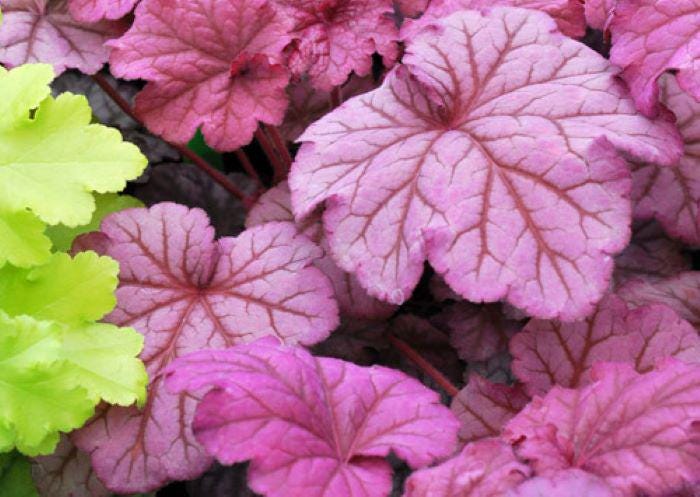 heuchera BERRY SMOOTHIE pink purple coral bells alumroot hardy perennial = 1 Potted Garden Plant