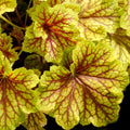 heuchera RED LIGHTNING coral bells alumroot yellow gold hardy perennial = 1 Potted Garden Plant
