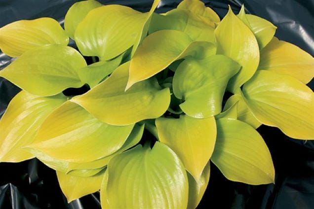 hosta APPLETINI mini rare tiny yellow shiny gold vigorous fast little perennial = 1 Potted Garden Plant