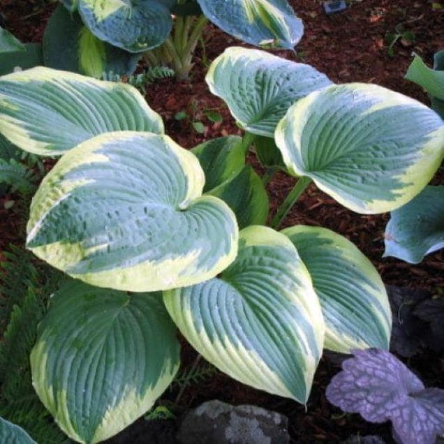 hosta ROBERT FROST large award-winning variegated classic perennial = 1 Potted Garden Plant