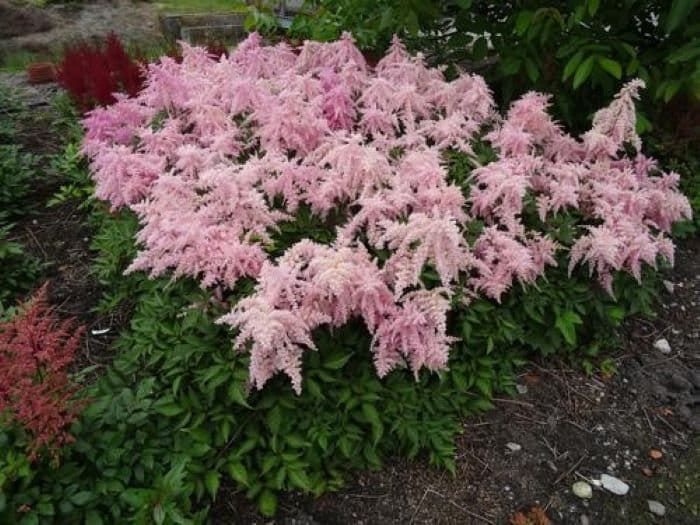 Astilbe FIREWORKS PINK sun flower chinensis arching unique hardy perennial = 1 Potted Garden Plant