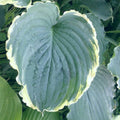hosta BLUE JEANS BLING medium creamy new rare tight rippled wavy frosty blue perennial = 1 Potted Garden Plant