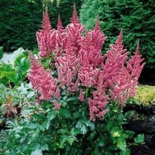 Astilbe VISIONS sun flower pink-red purple hardy perennial comes back every year = 1 Potted Garden Plant