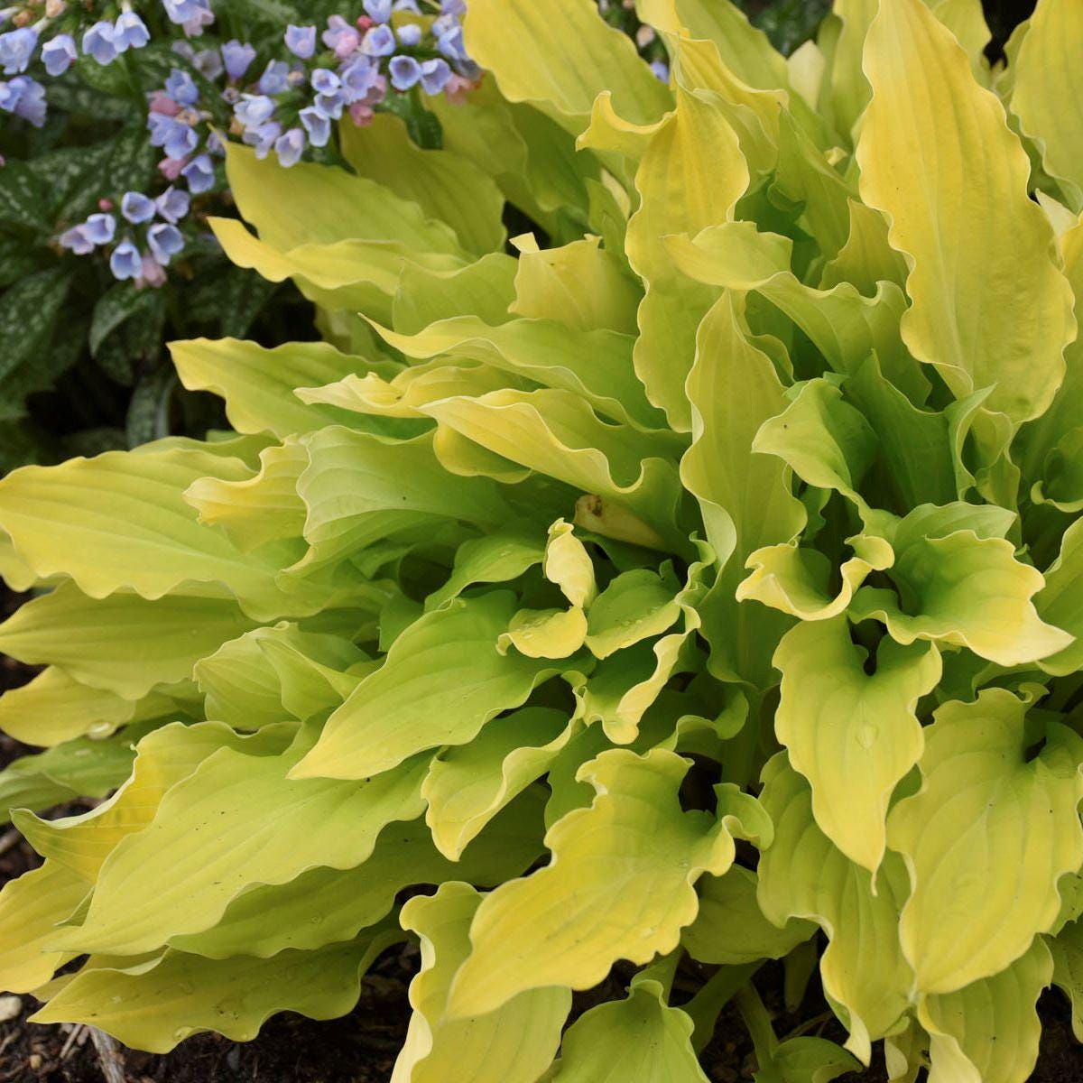 hosta TIME IN A BOTTLE small yellow gold flowers fast wavy rippled new shade perennial = 1 Potted Garden Plant