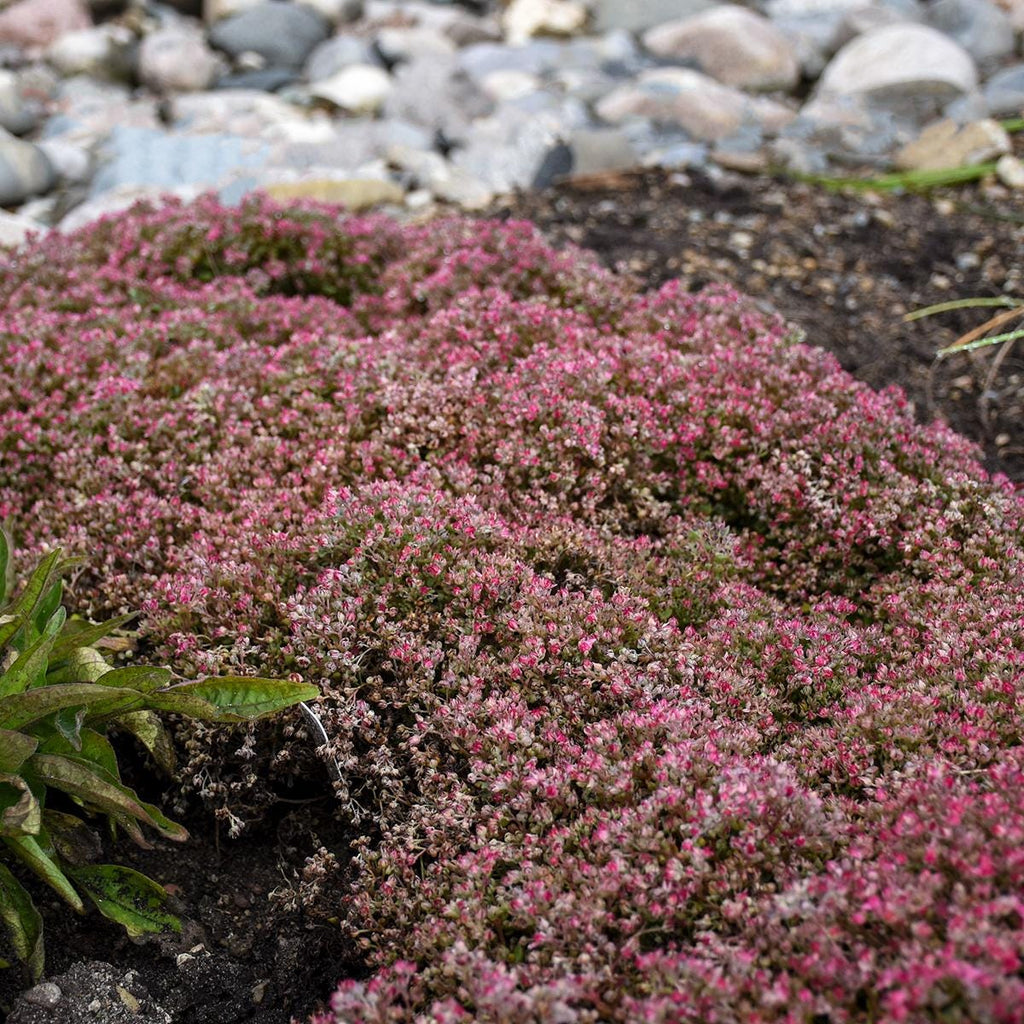 sedum STEEL THE SHOW low mound stonecrop succulent thick hardy perennial = 1 Potted Garden Plant