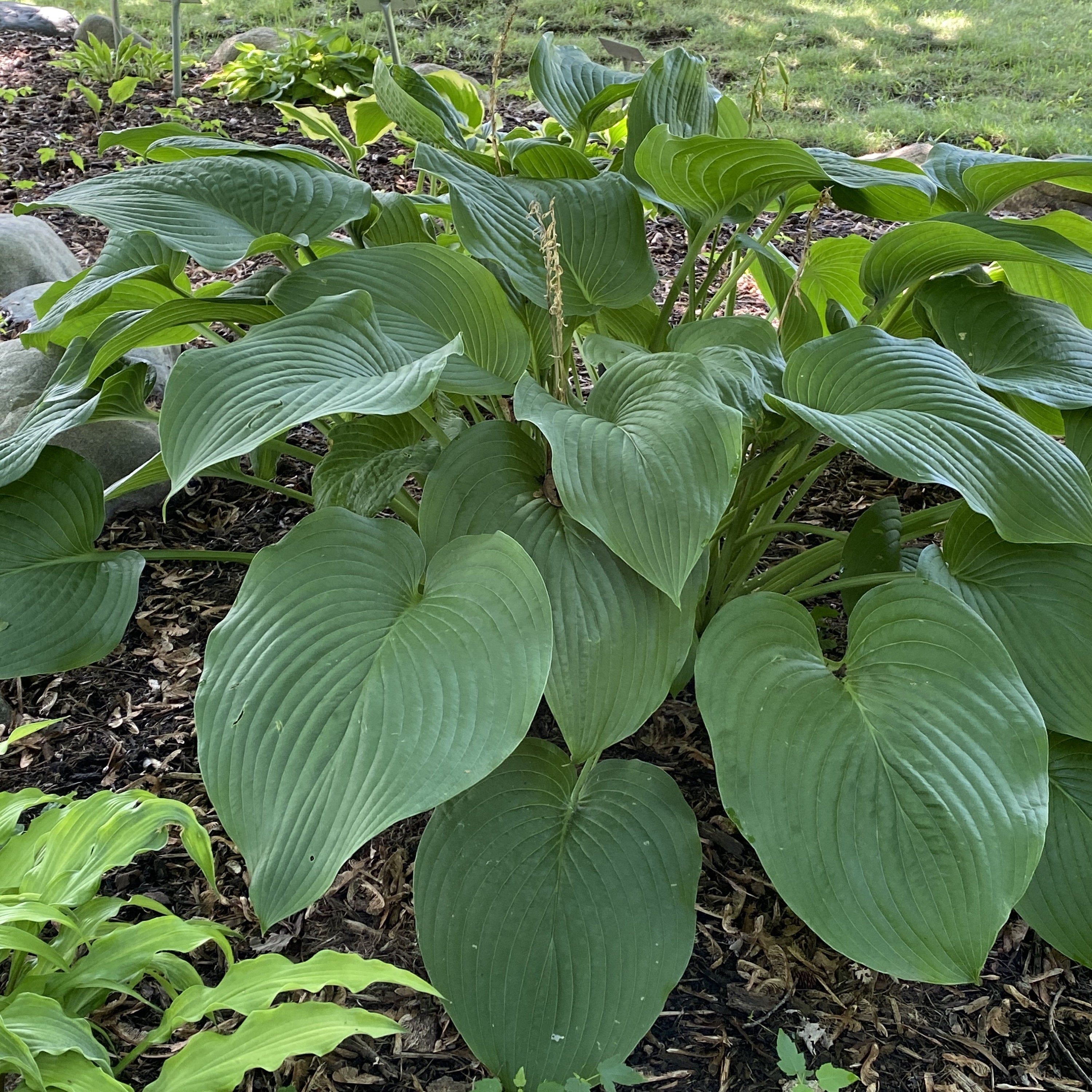 hosta T-REX large thick giant huge gigantic floppy green leaves pot perennial = 1 Potted Garden Plant