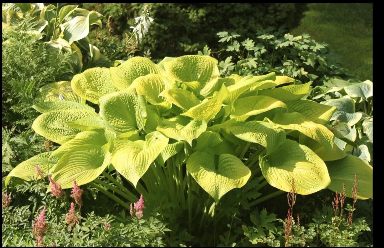 hosta GOLD ELATION large unusual new rare gold yellow pot perennial = 1 Potted Garden Plant