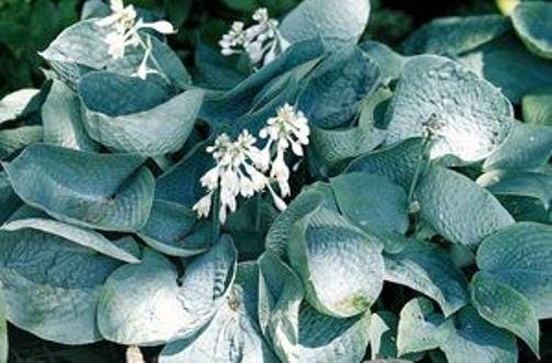 hosta ABIQUA DRINKING GOURD large blue cupped slug resistant award winner thick perennial classic = 1 Potted Garden Plant