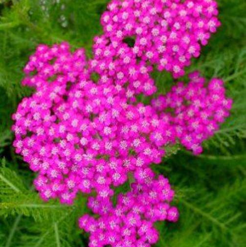 achillea OERTEL'S ROSE yarrow fast old fashioned cottage hot pink flowers hardy perennial = 1 Potted Garden Plant