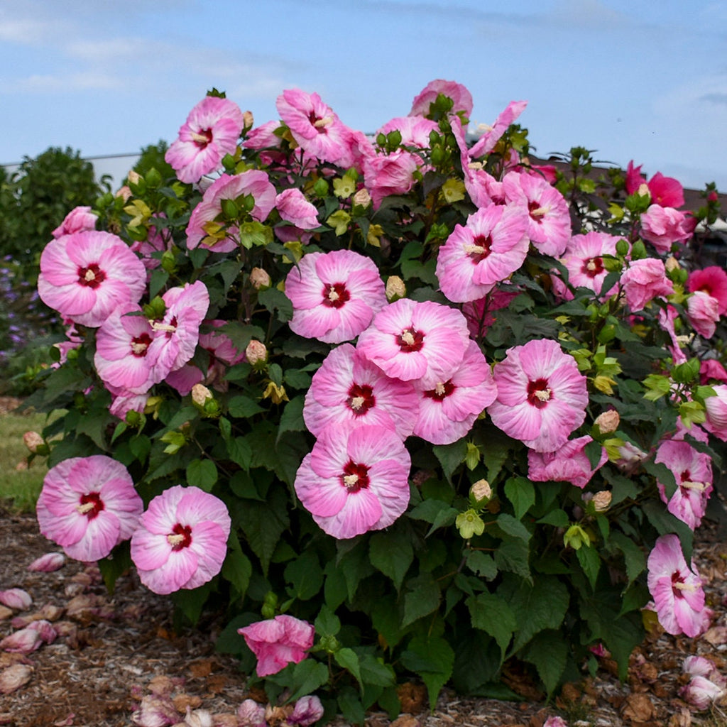 hibiscus SPINDERELLA colorful unique pink white tie dye shrub hardy perennial = 1 Potted Garden Plant