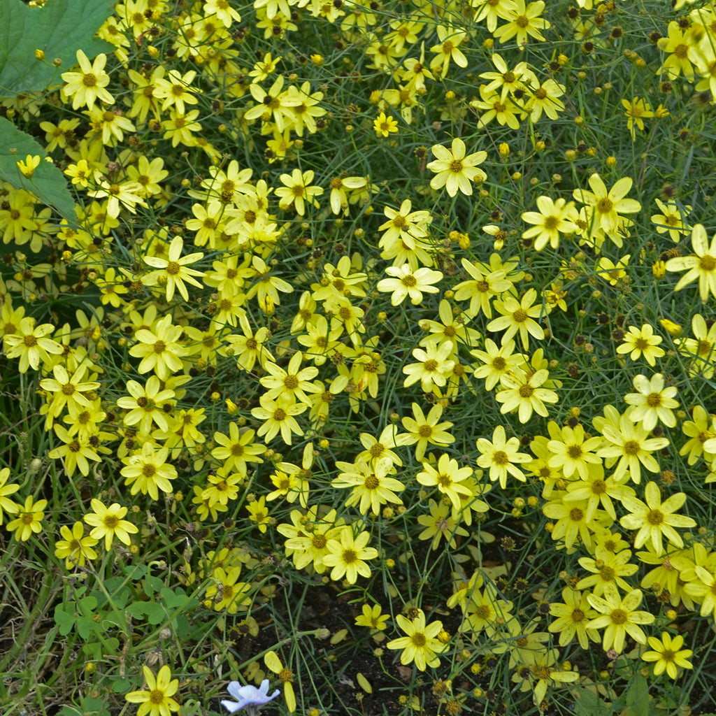 coreopsis MOONBEAM verticillata yellow flowers hardy perennial = 1 Potted Garden Plant