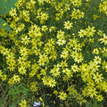 coreopsis MOONBEAM verticillata yellow flowers hardy perennial = 1 Potted Garden Plant
