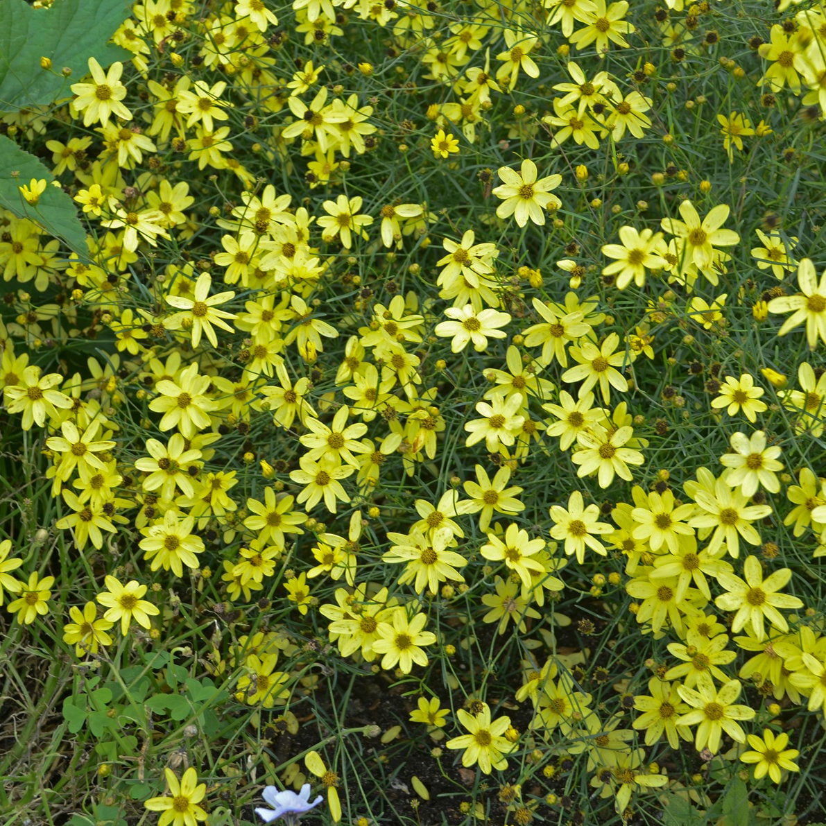 coreopsis MOONBEAM verticillata yellow flowers hardy perennial = 1 Potted Garden Plant