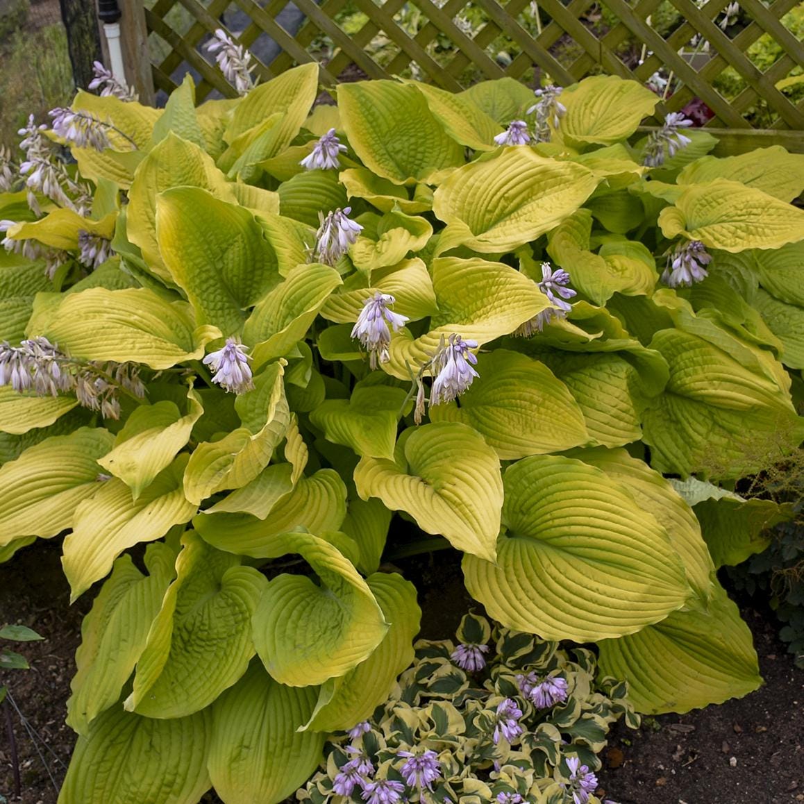 hosta COAST TO COAST large unusual gold wavy corrugated purple flowers yellow Proven Winners pot perennial = 1 Potted Garden Plant