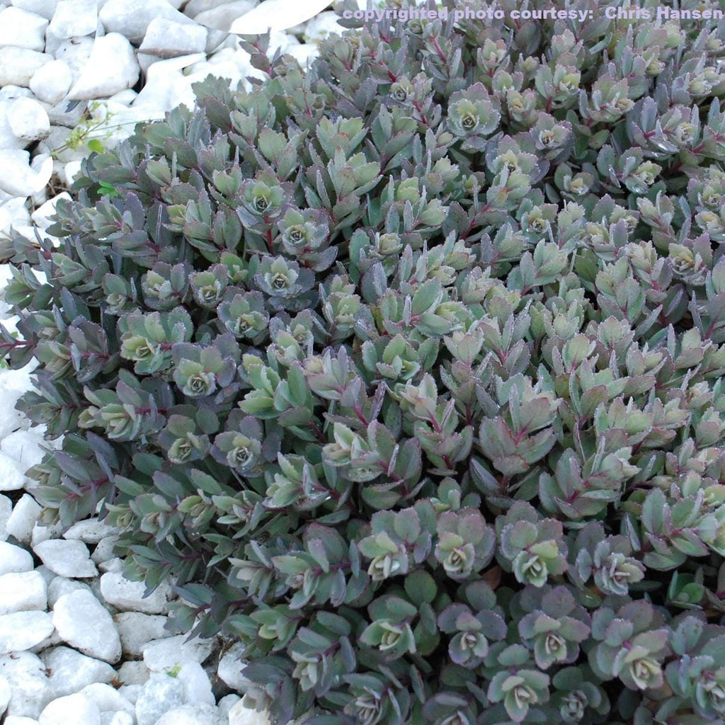 sedum DAZZLEBERRY Sunsparkler stonecrop blue grey succulent flower short compact hardy perennial = 1 Potted Garden Plant