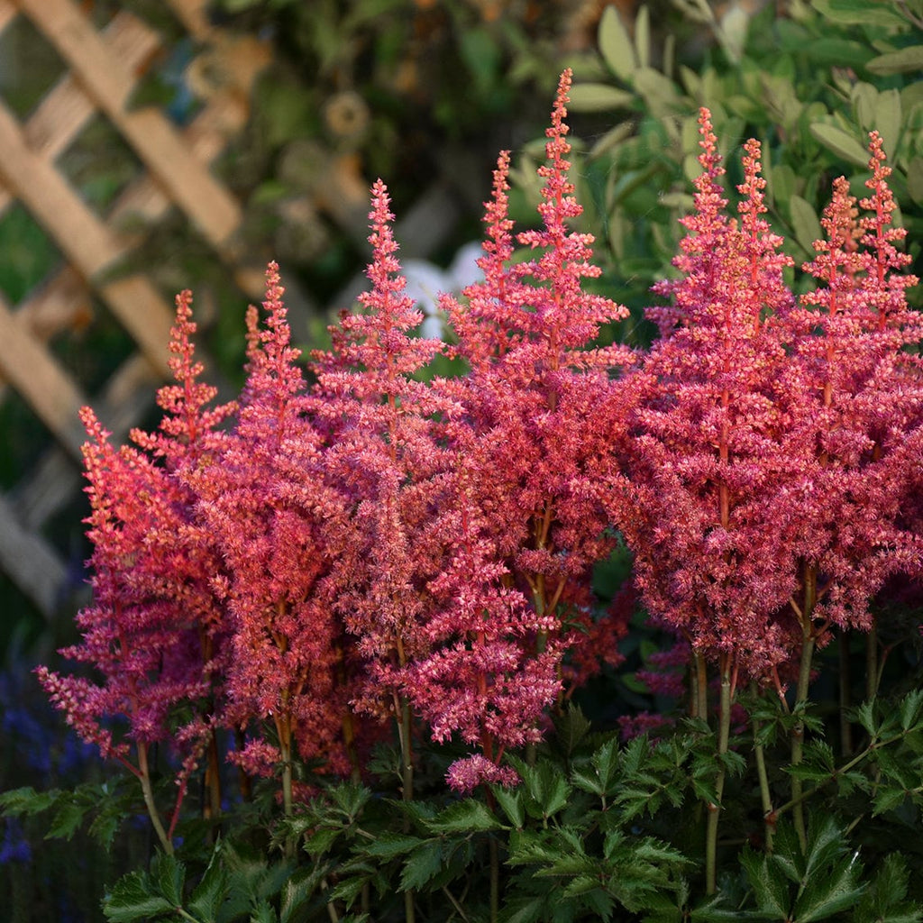 Astilbe RISE & SHINE sun flower Chinese hardy perennial = 1 Potted Garden Plant