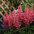 Astilbe RISE & SHINE sun flower Chinese hardy perennial = 1 Potted Garden Plant