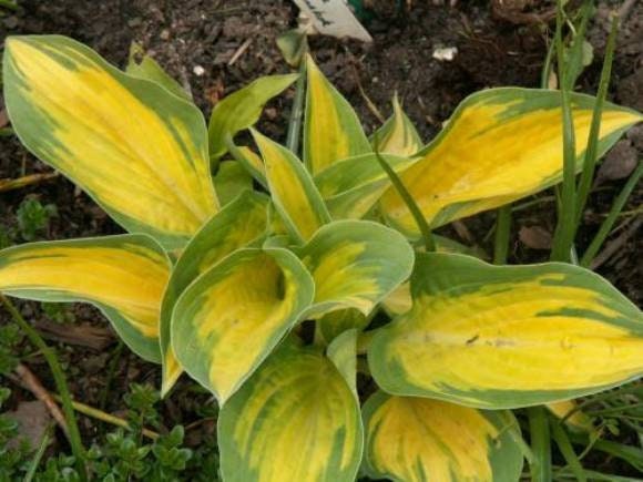 hosta ORANGE MARMALADE medium special rare golden-orange disease-free 2.5" pot = 1 Potted Garden Plant
