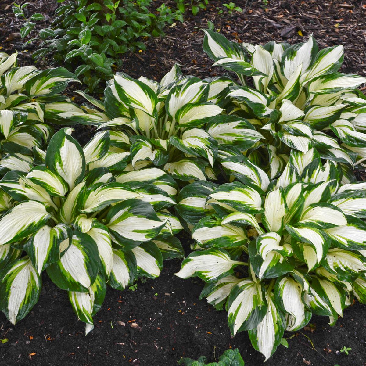 hosta VULCAN medium thick white tricolor Designer hostas slug resistant disease-free = 1 Potted Garden Plant