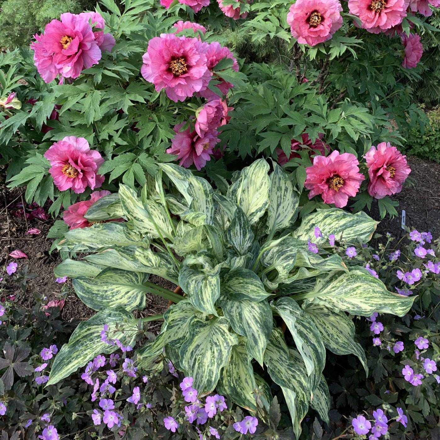 hosta EMPEROR'S NEW CLOTHES medium rare streaked limited = 1 Potted Garden Plant