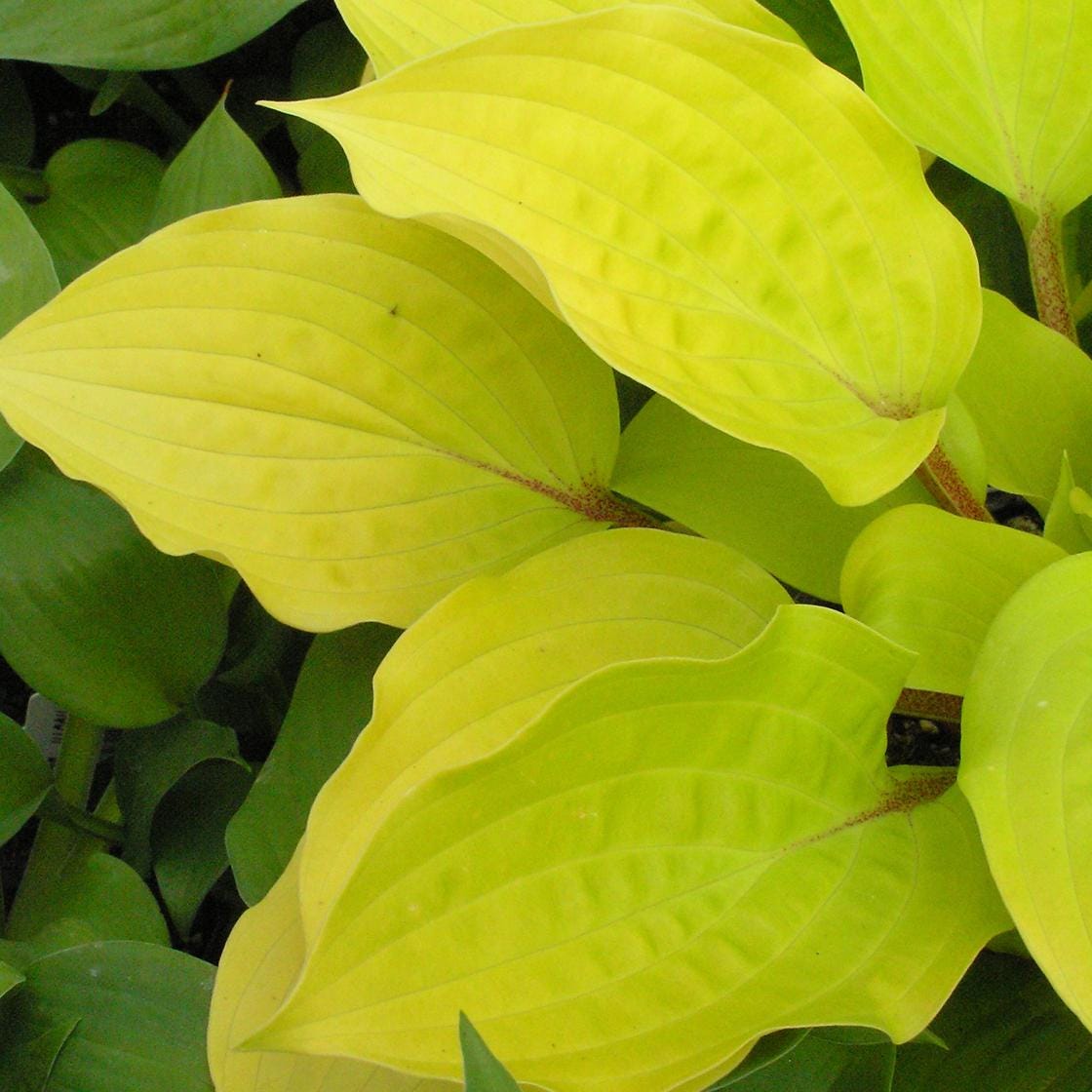 hosta FIRE ISLAND small yellow red colorful flowers fast shade part sun perennial = 1 Potted Garden Plant