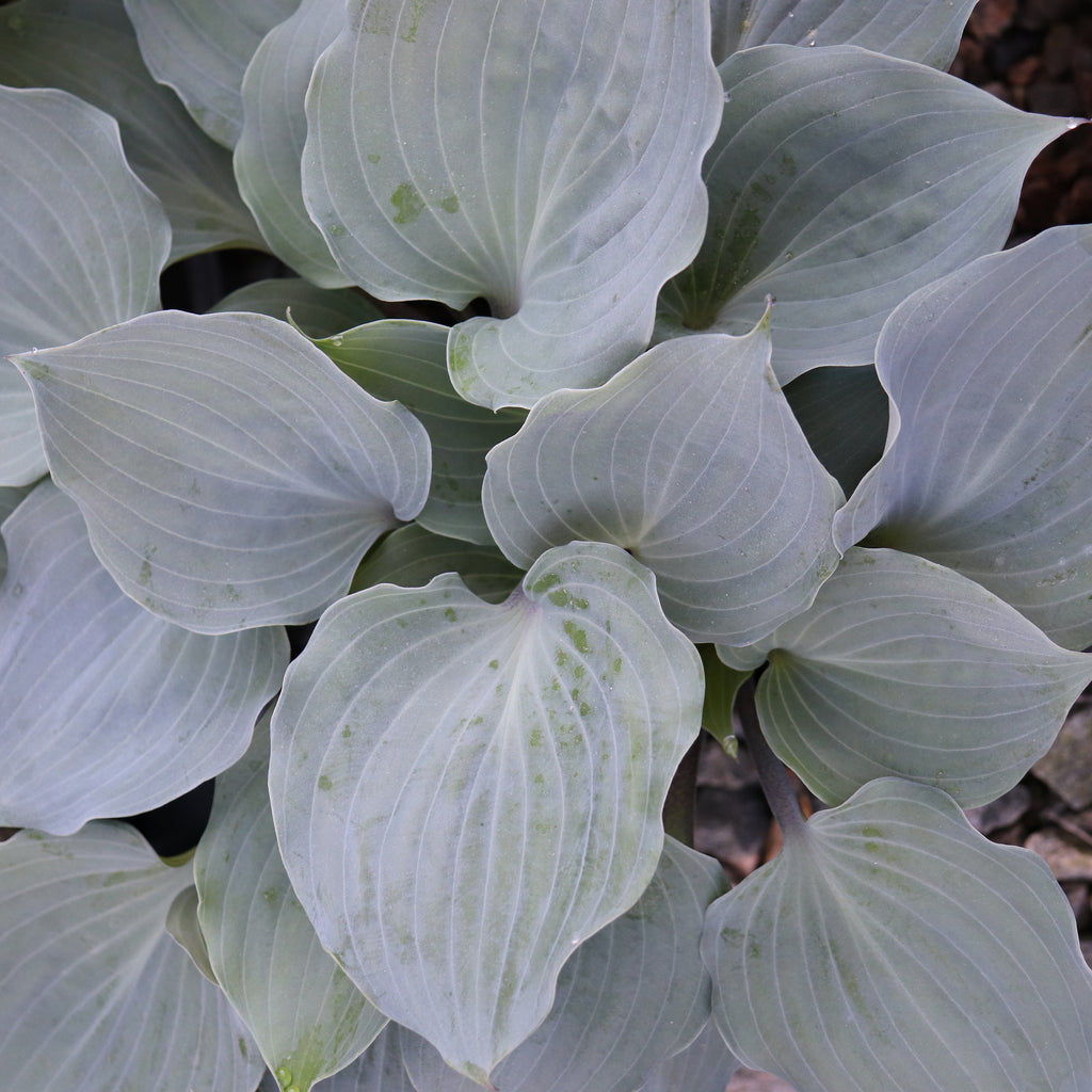 hosta PLUM DELICIOUS medium frosty wavy blue Plum Pudding limited rare red perennial = 1 Potted Garden Plant
