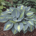 hosta TOUCH OF CLASS small tetraploid June Award winner blue thick disease-free = 1 Potted Garden Plant