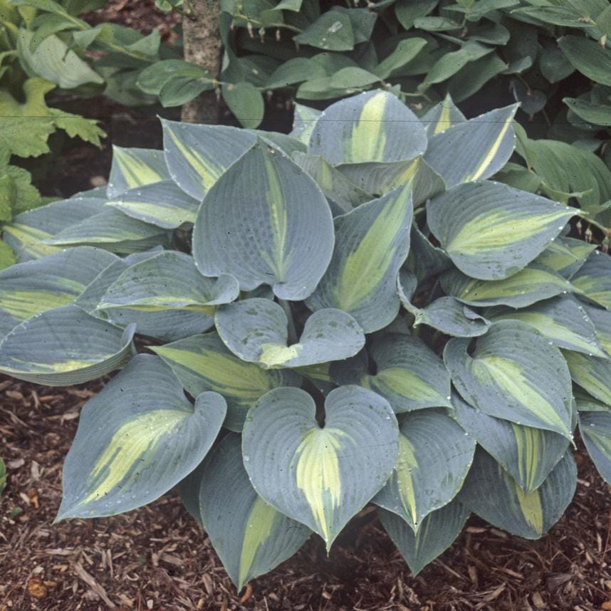 hosta TOUCH OF CLASS small tetraploid June Award winner blue thick disease-free 2.5" pot = 1 Potted Garden Plant
