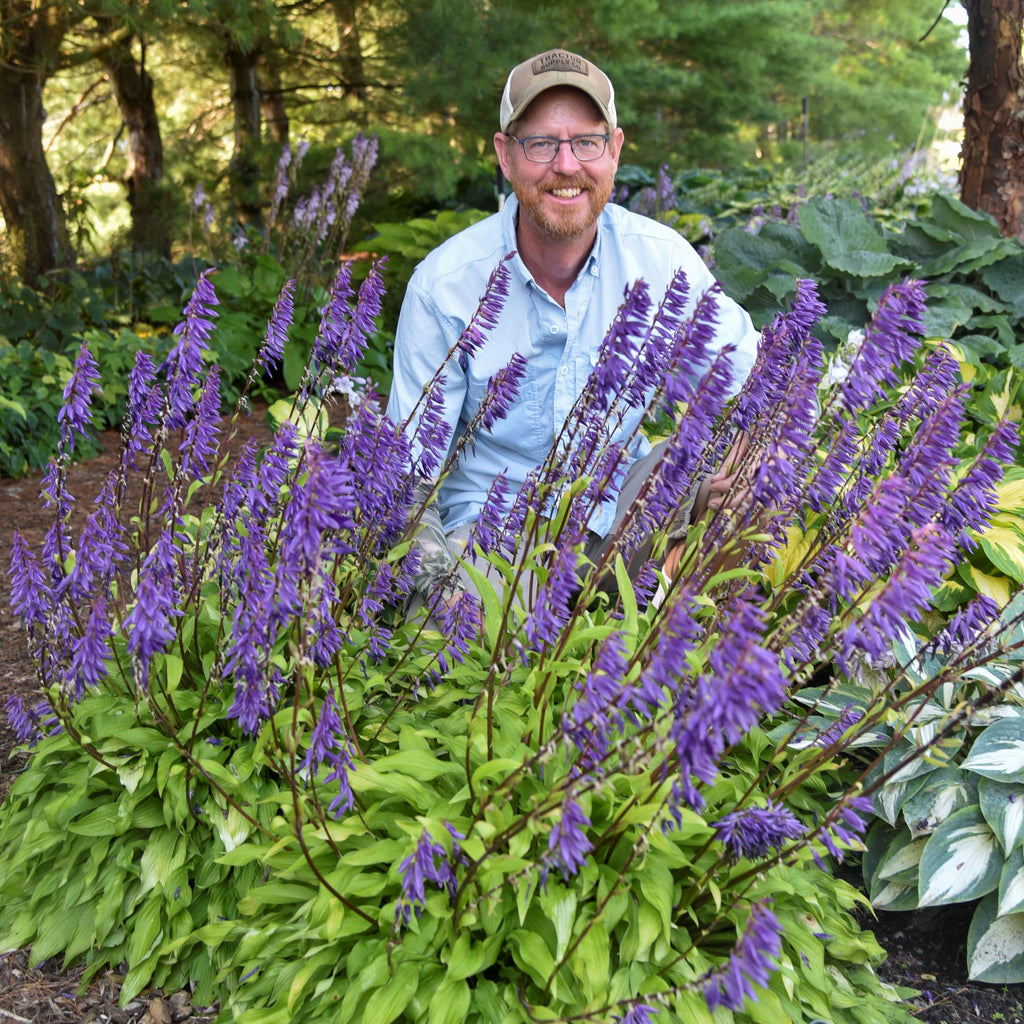 hosta TIME IN A BOTTLE small yellow gold flowers fast wavy rippled new shade perennial = 1 Potted Garden Plant