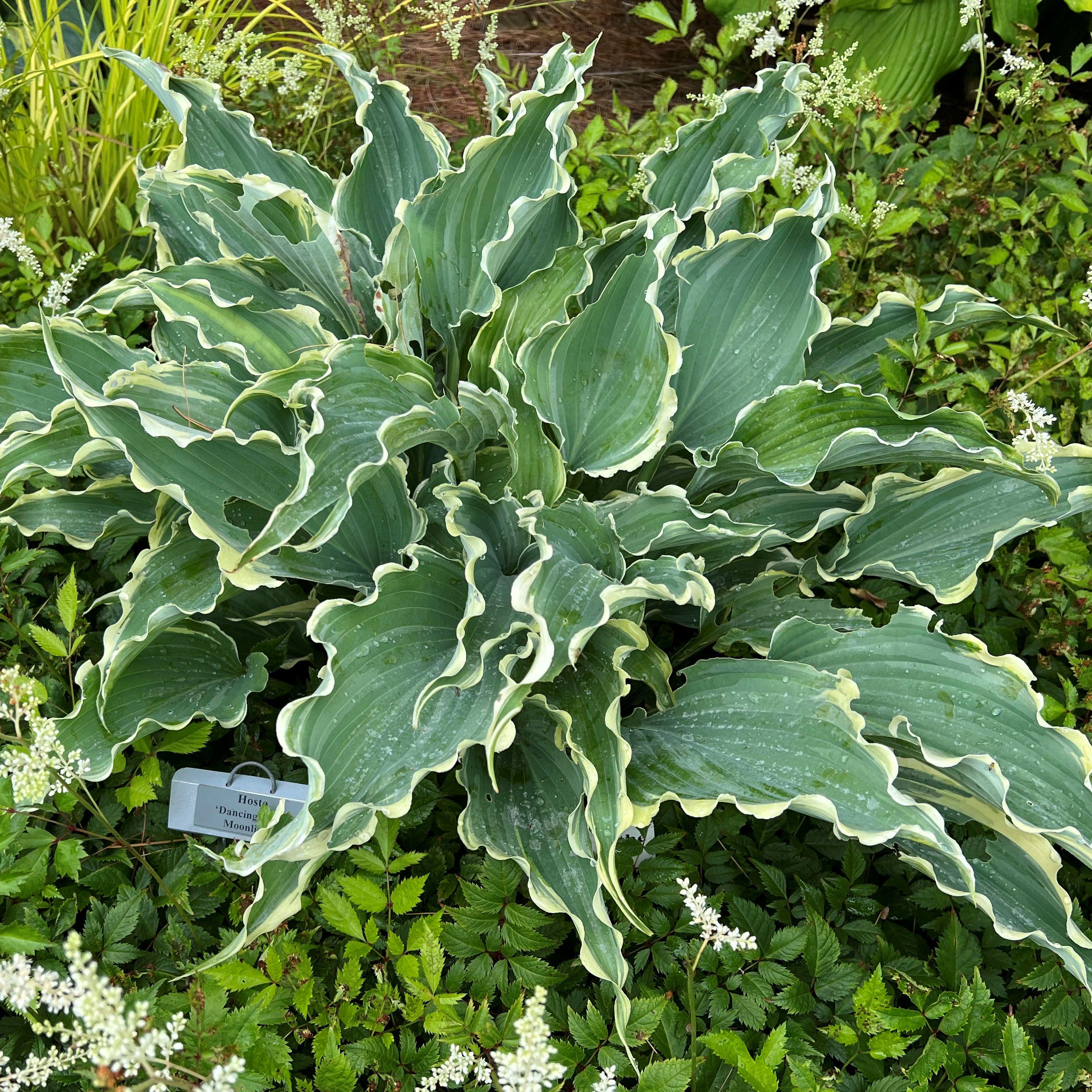 hosta DANCING in the MOONLIGHT medium new rare rippled blue hostas perennial = 1 Potted Garden Plant