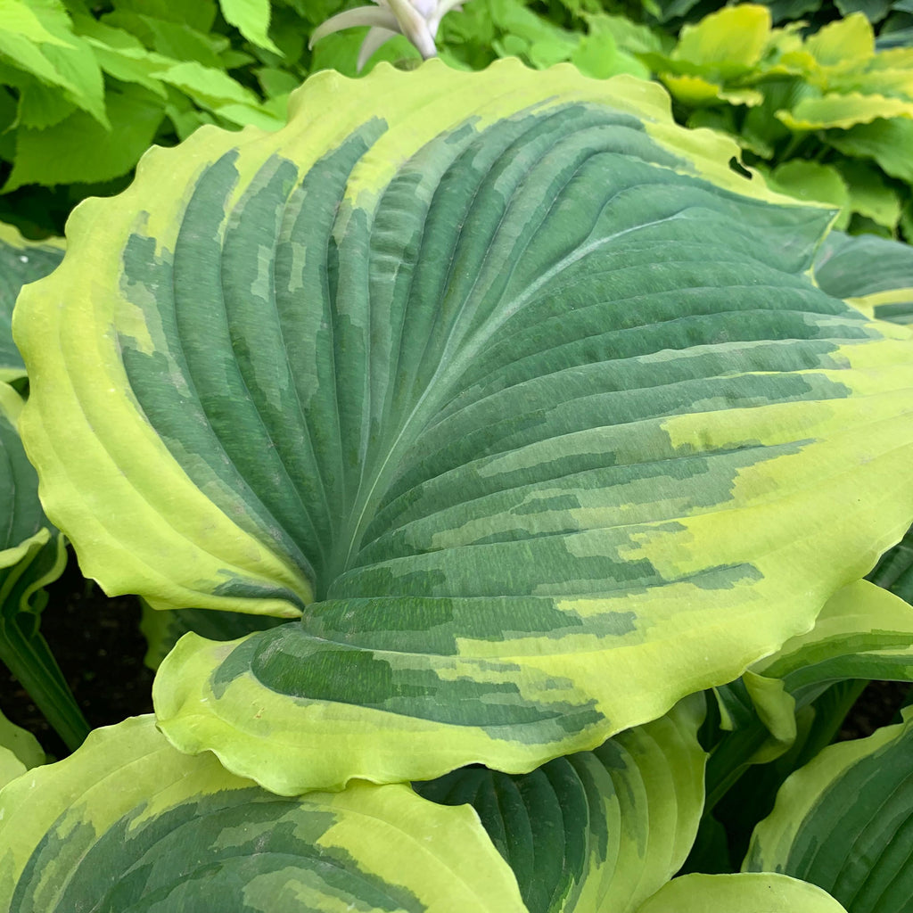 hosta DROP-DEAD GORGEOUS large wavy majestic gold yellow flowers new rippled perennial = 1 Potted Garden Plant