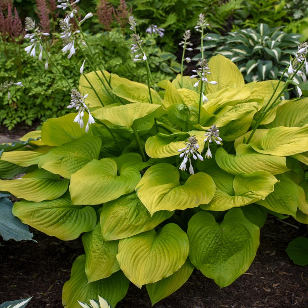 hosta AGE OF GOLD large flowers yellow unusual smooth upright new rare pot perennial = 1 Potted Garden Plant