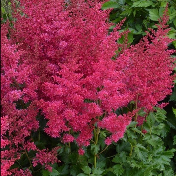 Astilbe HEAVY METAL sun flower arendsii bush cherry red Music hardy perennial = 1 Potted Garden Plant